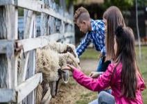 P2 - (NA) Día 2: Visita animales, paseo en tractor y gymkhana